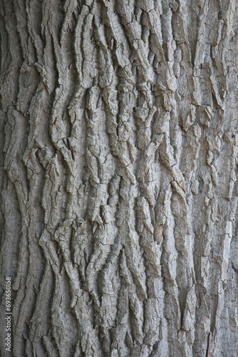 Pattern on the trunk of Liriodendron tulipifera or Tulip Poplar Tree
