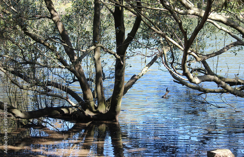 Photography Grey Mangrove Trees growing along the water line of the cooks river
