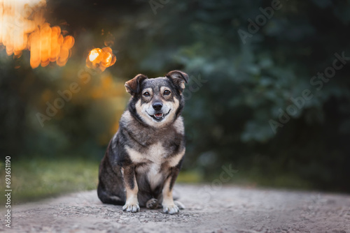 beautiful cute corgi dog runs cheerfully through the grass in the spring gard...