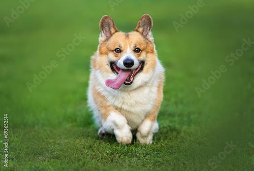 cute corgi dog runs cheerfully through the grass in the spring garden and smiles