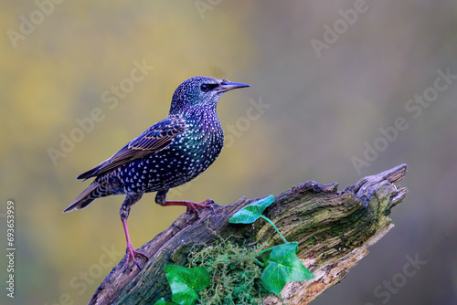 Starling, Sturnus vulgarus, perched on a moss covered branch with Ivy leaves