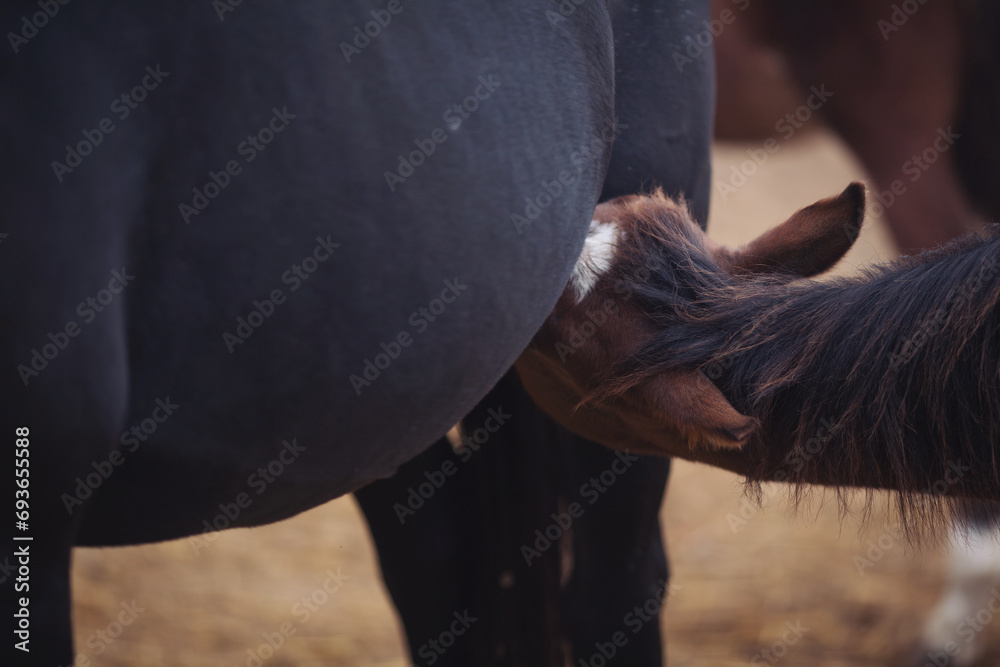 colt Quarter Horse breed drinking breast milk from his mother, herd, lactation. Foals in the pasture drink milk from the mother mare.  - obrazy, fototapety, plakaty 