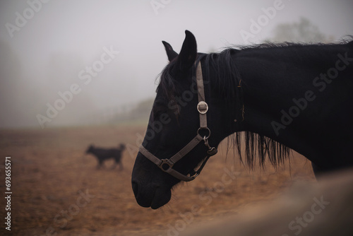 Dramatic portrait of a black horse and black dog in the paddock. Horse at a farm with foggy background. Old retired horse. Equestrian club  horse riding  animal protection  pet concept. loneliness.
