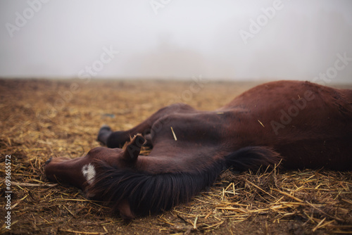 Horse resting in the hay on the farm. Horse sound asleep, lying in dry winter grass. Sleepy  horse foal sleeping outoors photo