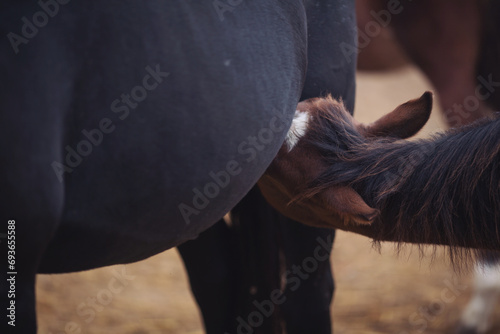 colt Quarter Horse breed drinking breast milk from his mother, herd, lactation. Foals in the pasture drink milk from the mother mare. 