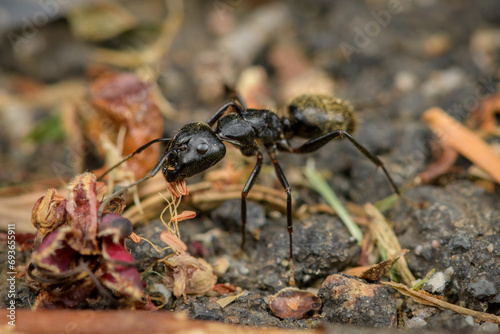 Close-up of black ant eating seed on the ground  © Stephen A. Waycott