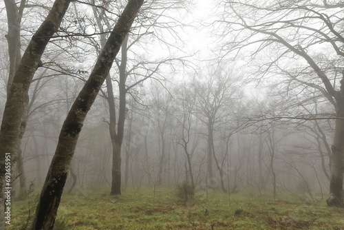 Naked beech trees on a misty, early springtime morning in the Dajti Mountain National Park near the capital city. Tirana-Albania-033 photo