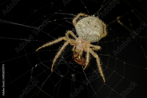 Close-up of Barn Orbweaver Spider eating a bug