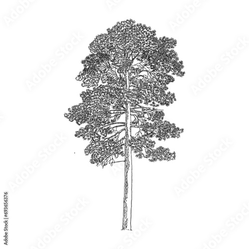Pinus roxburghii, Coniferous, Chirpine Tree Drawing