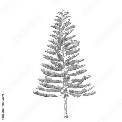 Araucaria heterophylla, Norfolk Island pine, Coniferous, Pine Tree Drawing