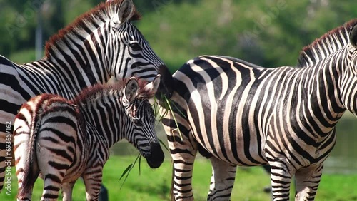 Herd of zebras grazing in savanna of Africa, Botswana game drive, herbivore, wild horse with white and black stripes. Zebras walking on green grass in national reserve concervation park and chewing