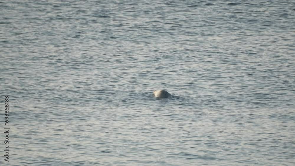 A largha seal on the waves A largha seal on the waves