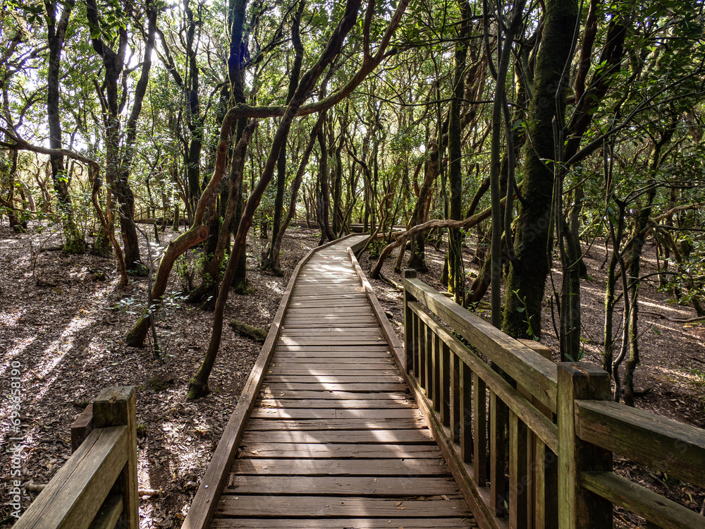 Laurel forest in Anaga Rural Park on Tenerife Laurel forest in Anaga Rural Park on Tenerife