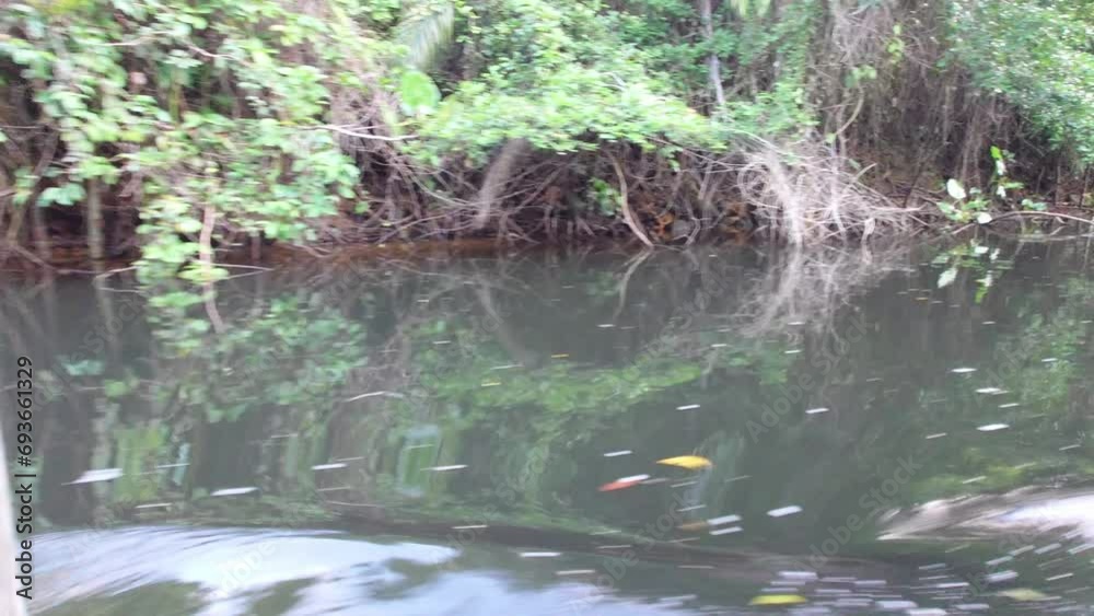 Camera moves through mangrove vegetation in the Lagoa Encantada in Ilheus Bahia Brazil Camera moves through mangrove vegetation in the Lagoa Encantada in Ilheus Bahia Brazil