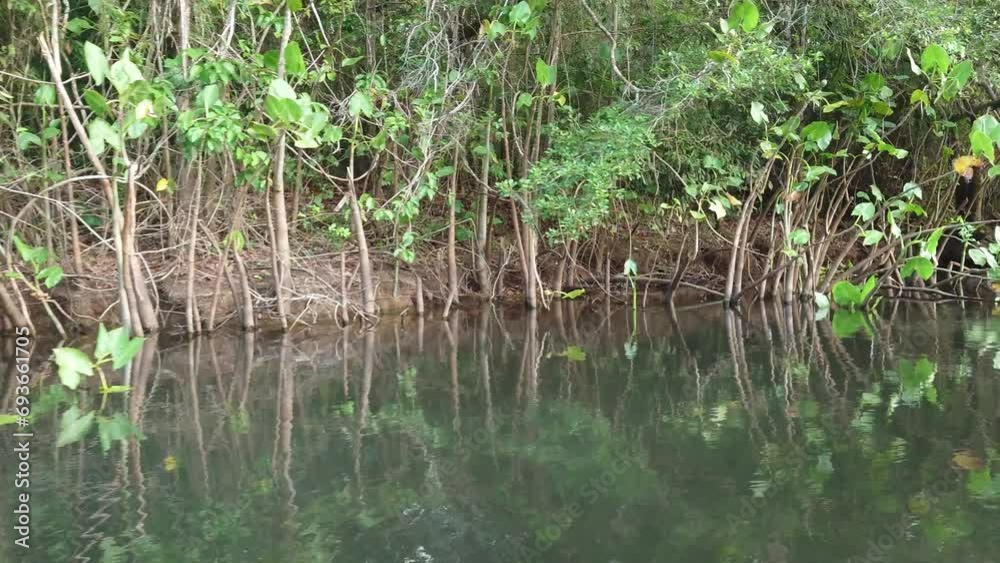 Camera moves through mangrove vegetation in the Lagoa Encantada in Ilheus Bahia Brazil Camera moves through mangrove vegetation in the Lagoa Encantada in Ilheus Bahia Brazil