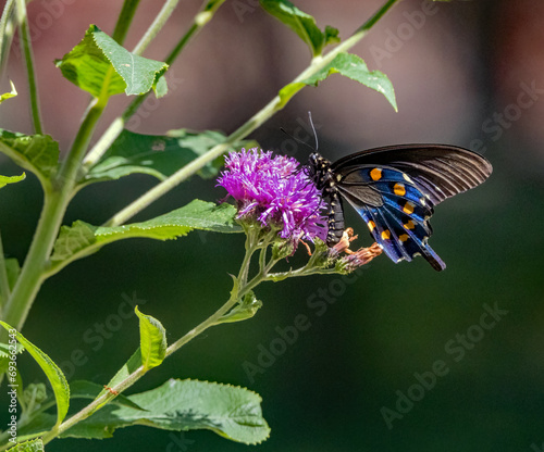 A Pipevine Swallowtail butterfly nectaring (feeding) on native Ironweed. photo
