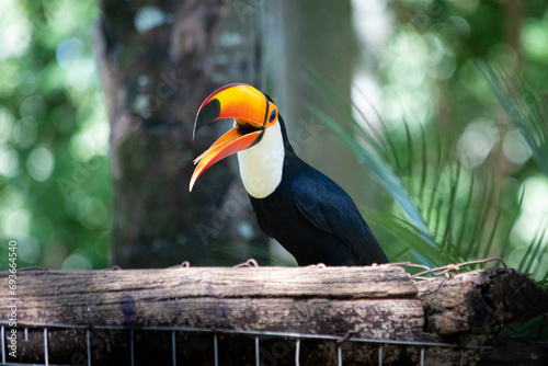 Toco toucans (Ramphastos toco) photo