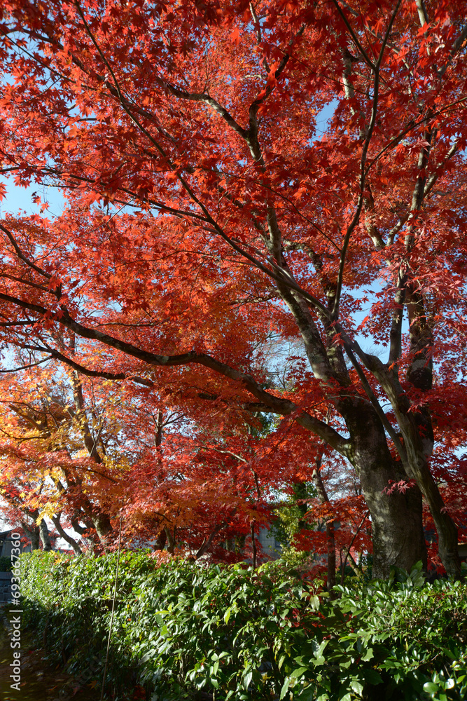 秋の禅華院　境内の紅葉　京都市左京区修学院