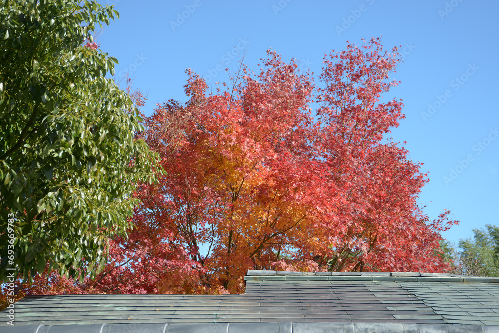 秋の大徳寺 境内の紅葉 京都市北区紫野 秋の大徳寺 境内の紅葉 京都市北区紫野