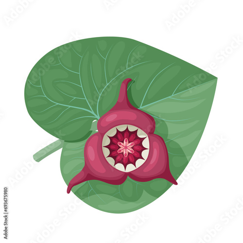 Vector illustration, leaves and flowers of Asarum canadense or wild ginger, isolated on white background. photo