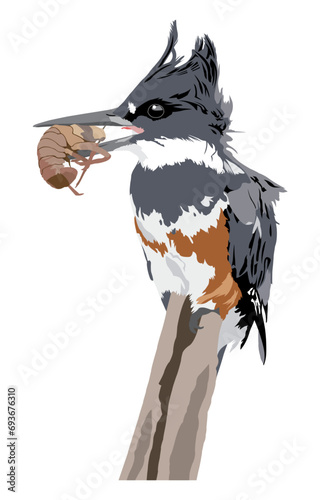 Belted Kingfisher With Ruffled Feathers Sitting on Branch Holding Crawfish