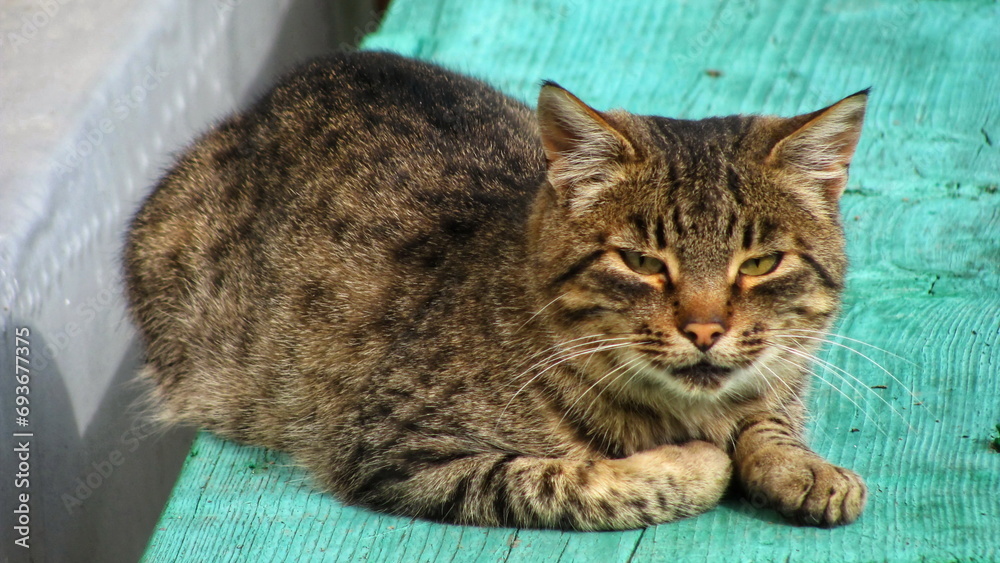 A cat rests on a wooden bench