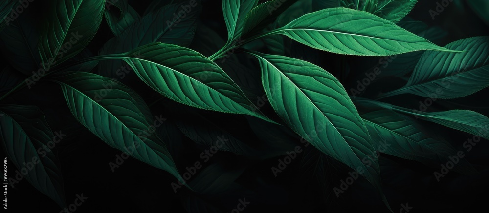 Fototapeta premium a green leaf is shown at a high angle