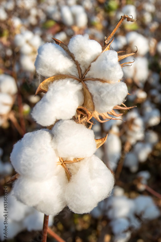 Cotton field (Turkey / Izmi...