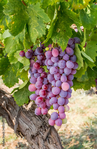 Grapes field, vineyard (Turkey Izmir Buca vineyard) photo