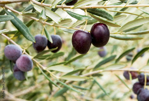 Fresh organic olives on the olive tree
