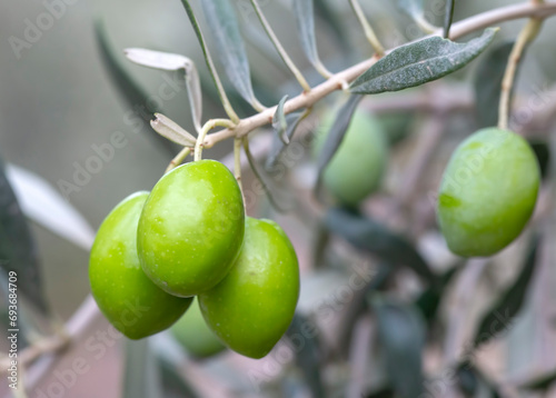 Fresh green olives on the o...