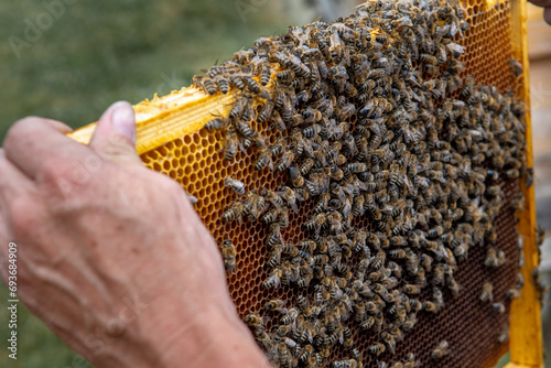 Swarm Of Honey Bees (Apis Mellifica) Working On Combs Producing Honey And Breed In Teamwork photo