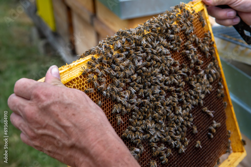 Swarm Of Honey Bees (Apis Mellifica) Working On Combs Producing Honey And Breed In Teamwork photo