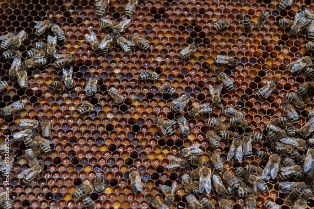 Swarm Of Honey Bees (Apis Mellifica) Working On Combs Producing Honey And Breed In Teamwork Swarm Of Honey Bees (Apis Mellifica) Working On Combs Producing Honey And Breed In Teamwork