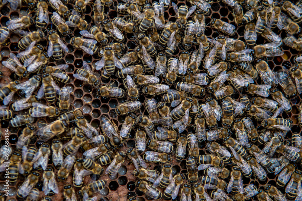 Swarm Of Honey Bees (Apis Mellifica) Working On Combs Producing Honey And Breed In Teamwork Swarm Of Honey Bees (Apis Mellifica) Working On Combs Producing Honey And Breed In Teamwork