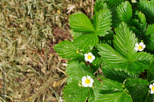 Close-up, top view of fresh, vibrant blooming strawberry plants in garden. Leaves with glossy surface, reflecting healthy growth. Gardening and agriculture, organic farming, fresh produce photo