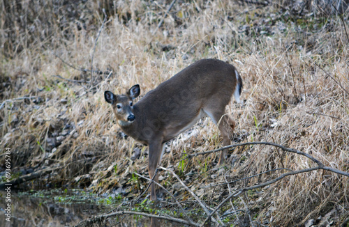 Deer Sunny December Afternoon