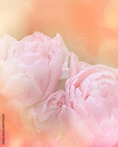 Close-up of pink tulips