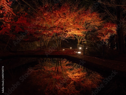 Toki City, Gifu Prefecture, Japan Upside Down Autumn Leaves Illuminated Autumn Leaves