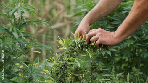 Male hands touching leaves of marijuana plants on the outdoor plantation, checking flowers and buds on the crop, close up shot.