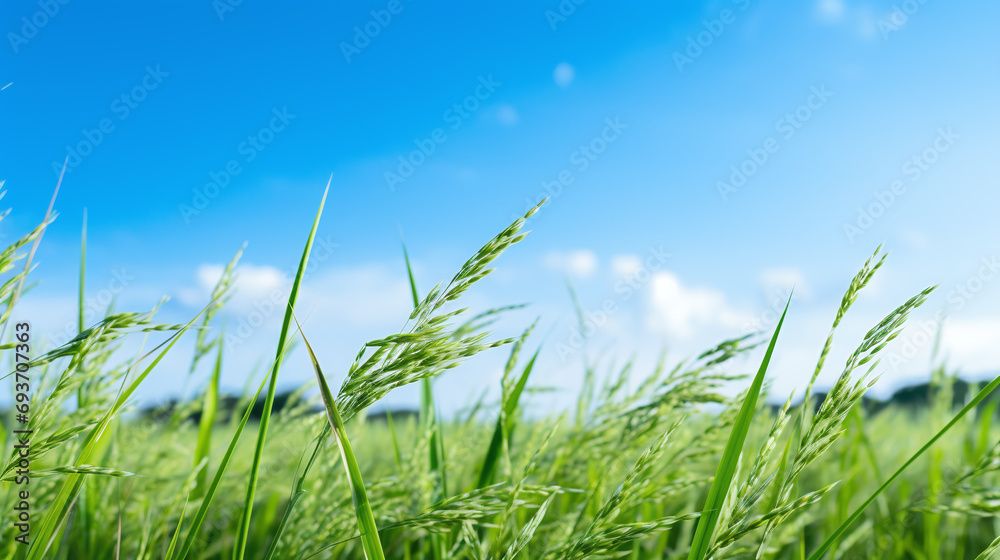 Landscape of paddy field. Landscape of paddy field.