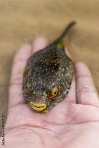 Tetraodontidae. Pretty tropical fish. Close up of cute puffer fish lying on man hand photo