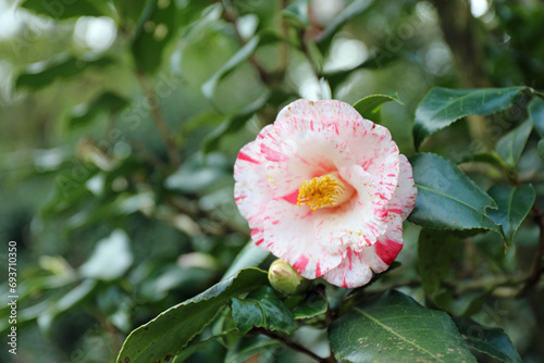 新春に華麗に咲いたピンクの椿