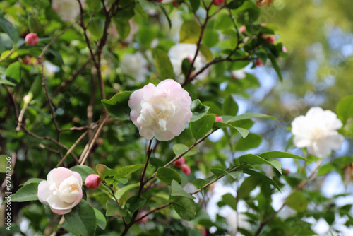 華麗に咲いた白い椿
