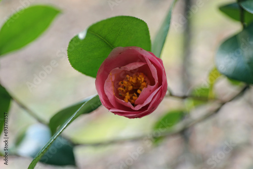 新春に華麗に咲いたピンクの椿