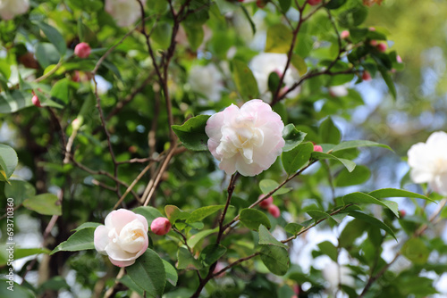 華麗に咲いた白い椿