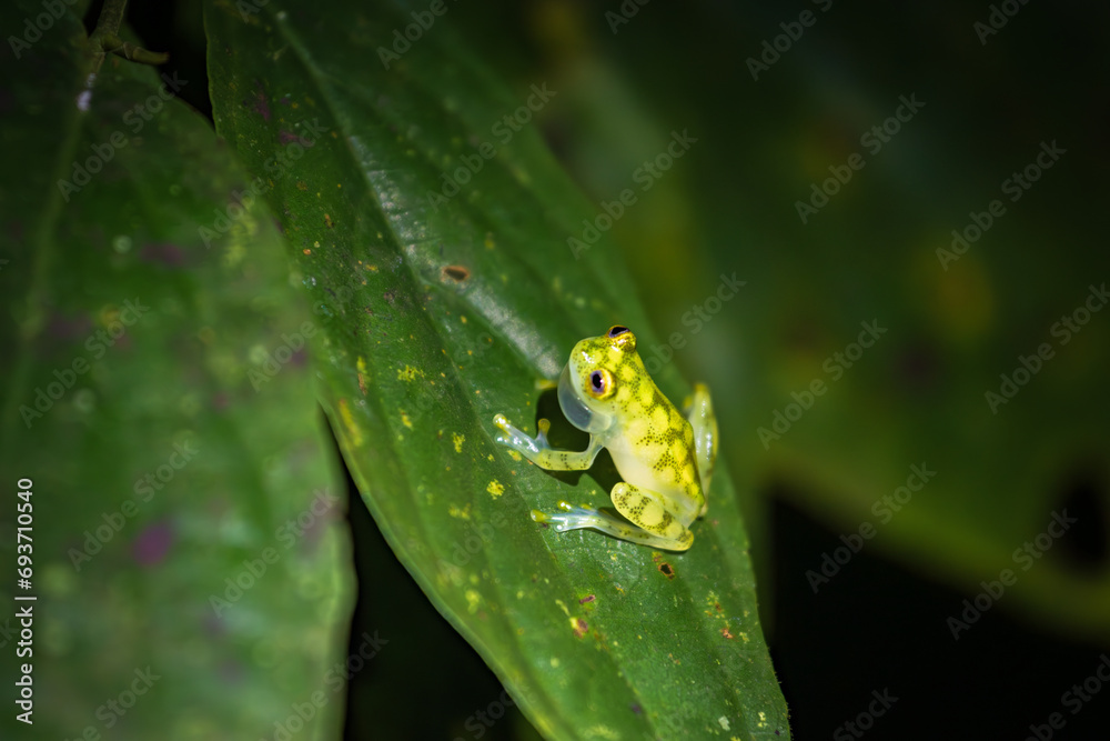 Glass frog (Hyalinobatrachium valerioi) in Drake bay at night (Costa Rica) Glass frog (Hyalinobatrachium valerioi) in Drake bay at night (Costa Rica)