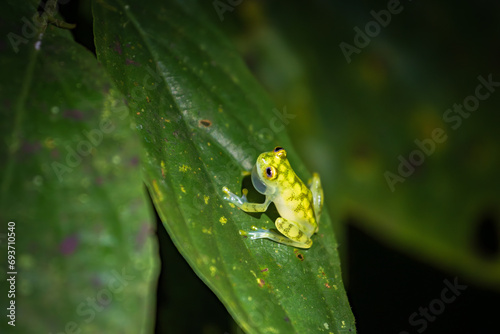 Glass frog (Hyalinobatrachium valerioi) in Drake bay at night (Costa Rica)