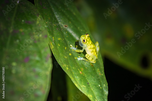 Glass frog (Hyalinobatrachium valerioi) in Drake bay at night (Costa Rica)