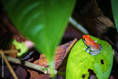 Granular Poison Dart Frog in Drake bay at night (Costa Rica) photo